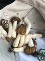 Morels in a cap.jpg